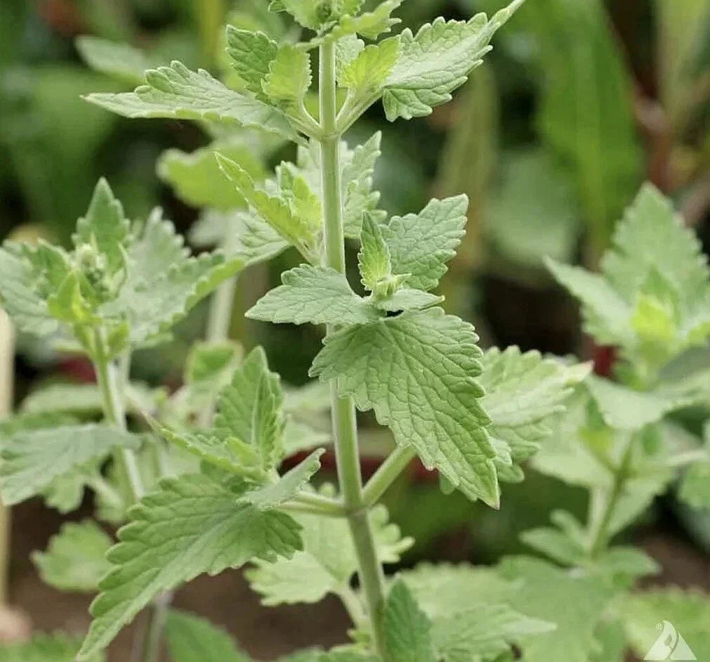 Catnip Seeds, Herb, Nepeta cataria, 1500+ Seeds, USA Grown, Full Sun, Perennial Herb