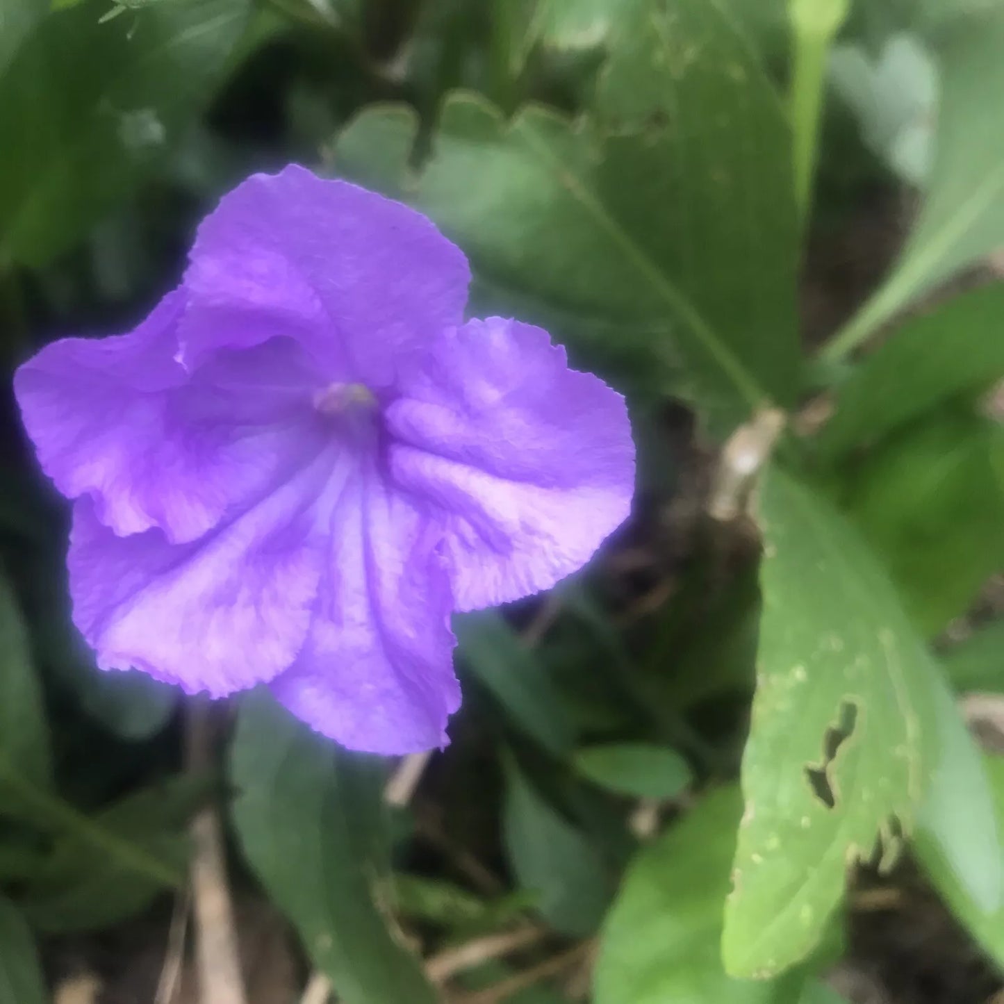 Mexican Petunia Cuttings - 10 Fresh Rotted Cuttings - Ruellia Brittoniana - Vibrant Blooms, Easy to Grow, Perennial
