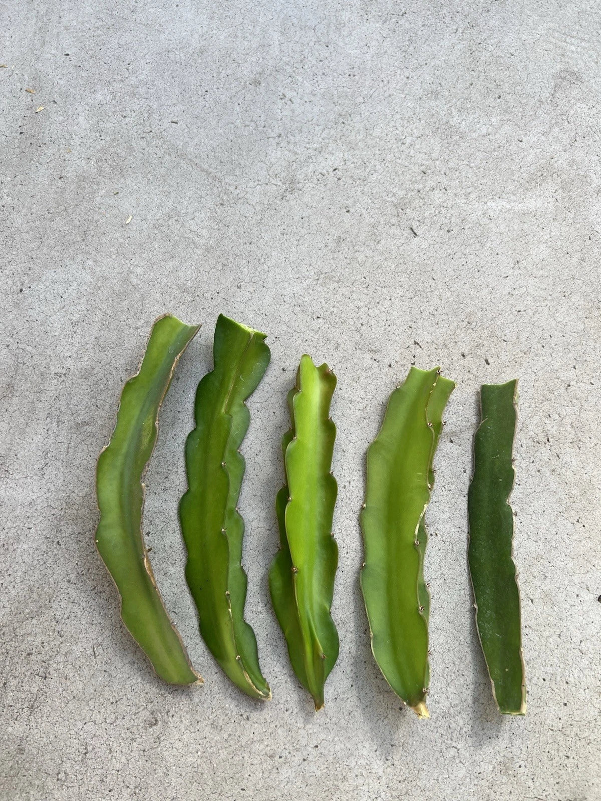 5 Pcs Dragon Fruit Cuttings 8" White Pitaya Cactus Hylocereus undatus Ready to Plant