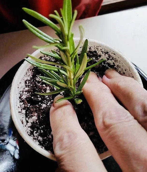 Rosemary Clippings - 10 Fresh Cuttings for Cooking & Gardening - Salvia rosmarinus Herb Plant