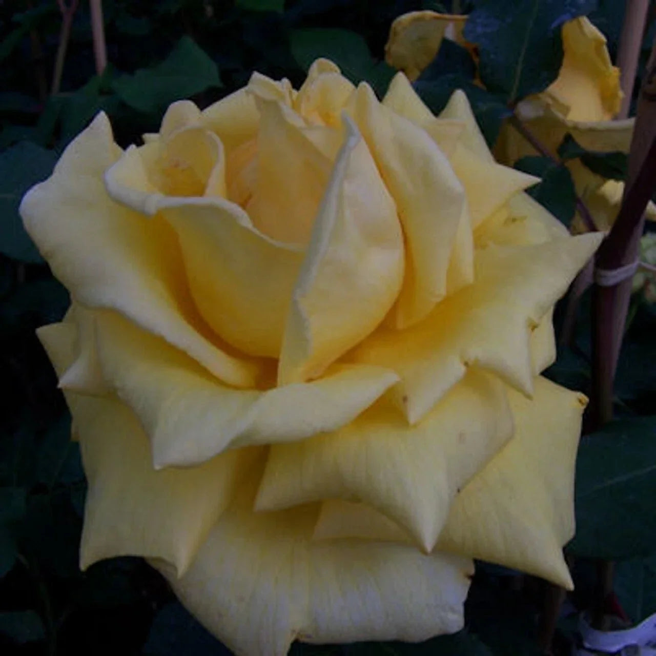 Climbing Rose Plant 2-Year-Old Royal Gold Everblooming Yellow Rosa 'Royal Gold' for Garden, Trellis, Fence