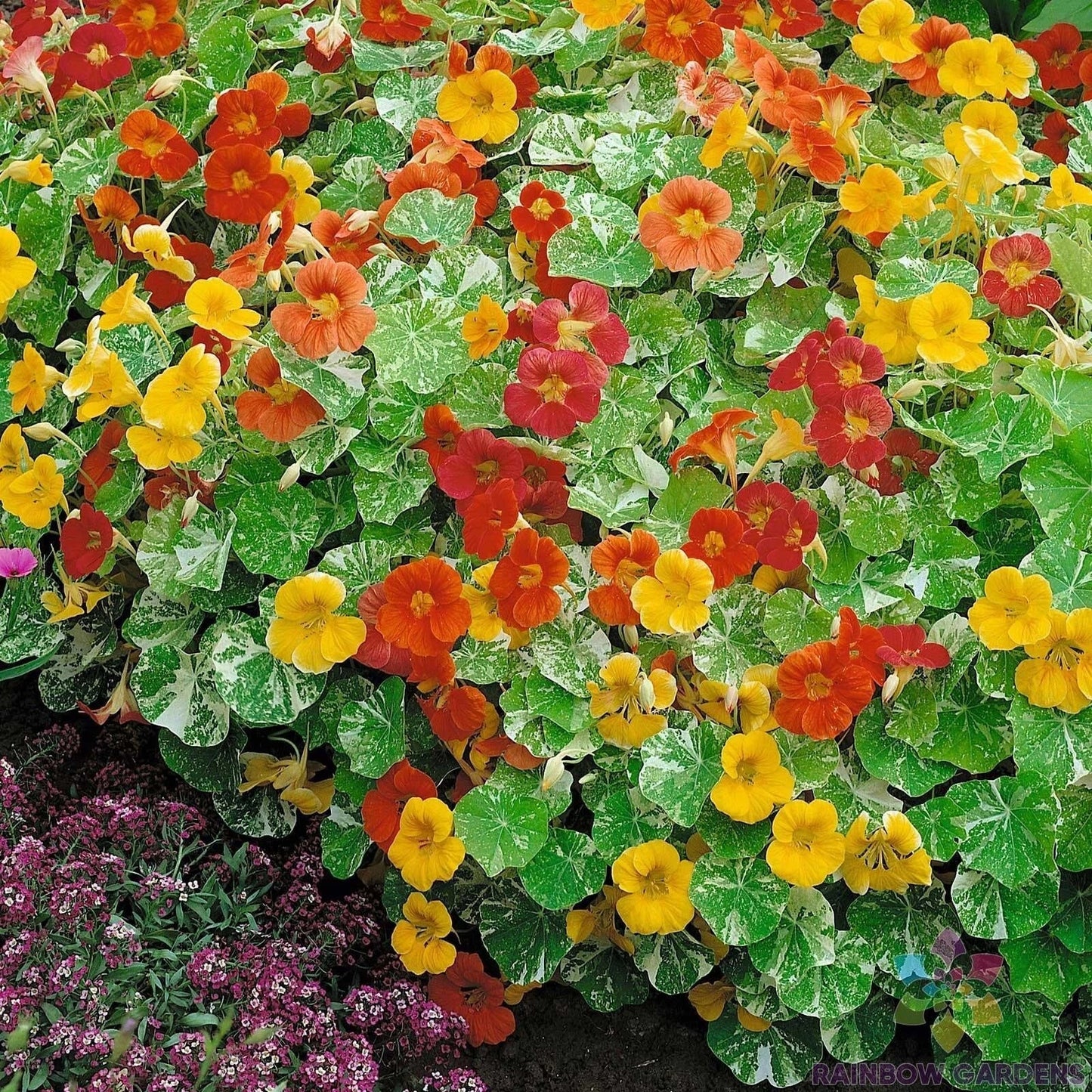 Nasturtium Seeds 50+ Pack - Alaska Mix - Tropaeolum majus for Garden Planting
