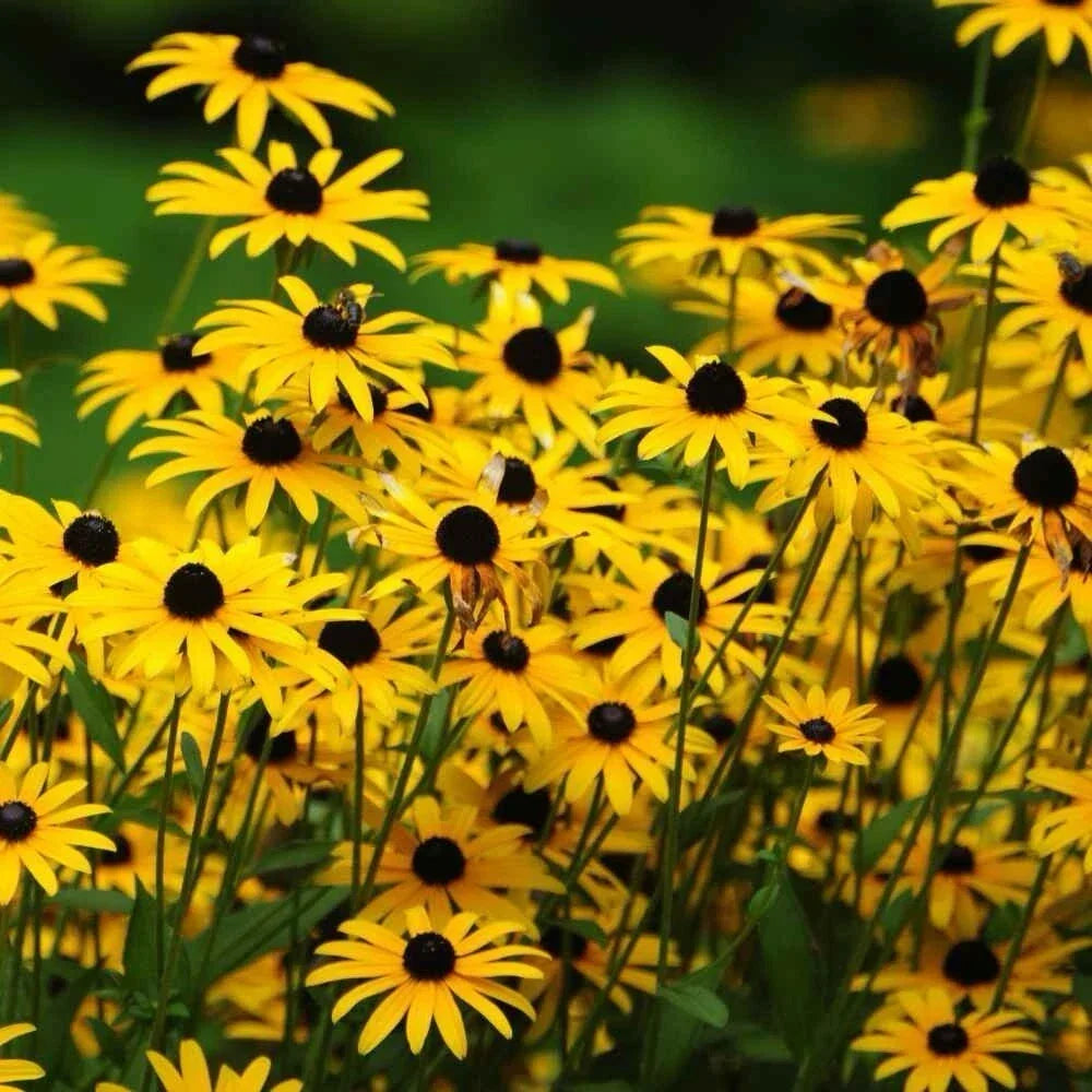 Black-Eyed Susan Seeds 2000+ Rudbeckia Hirta Pollinator Attracting Garden Flower, USA Grown