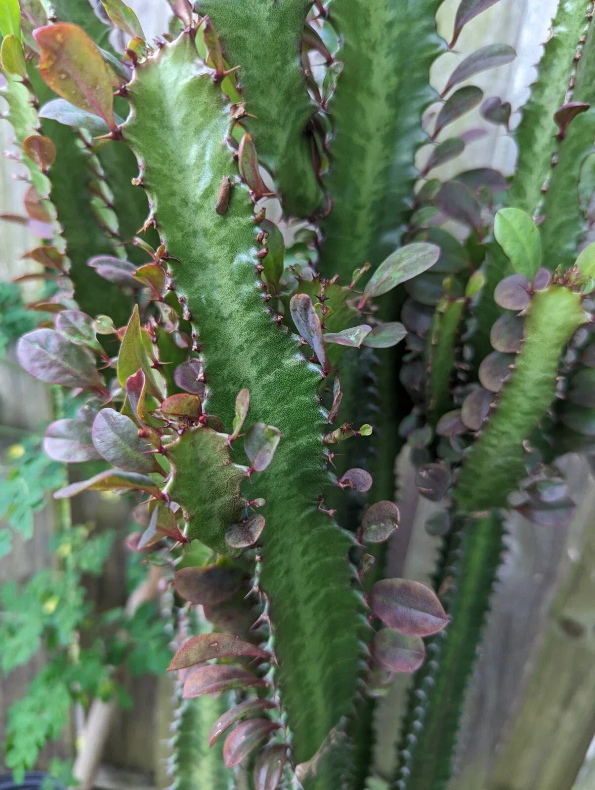 Euphorbia Trigona Dragon Bone Cactus Cuttings - 2 Pieces, Unique Elkhorn Variety, Succulent Propagation, Drought-Resistant Indoor Outdoor