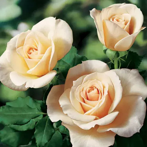 Rose Cuttings for Rooting - Canada Variety, 3 Pack, Rosa 'Canada' Propagation Material