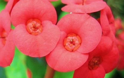 Crown of Thorns Plant Potted Euphorbia milli Red Flowers Indoor Outdoor Succulent