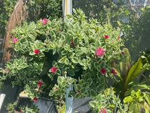 Variegated Ice Plant - Red Apple Aptenia - Rooted in Soil - Aptenia Variegata - Succulent Ground Cover Plant