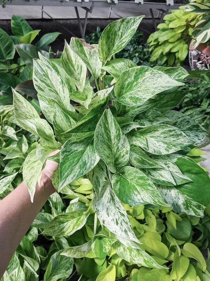 Snow Queen Pothos Cuttings - 3 Variegated Epipremnum aureum Live Plant Stem Cuttings for Indoor Propagation