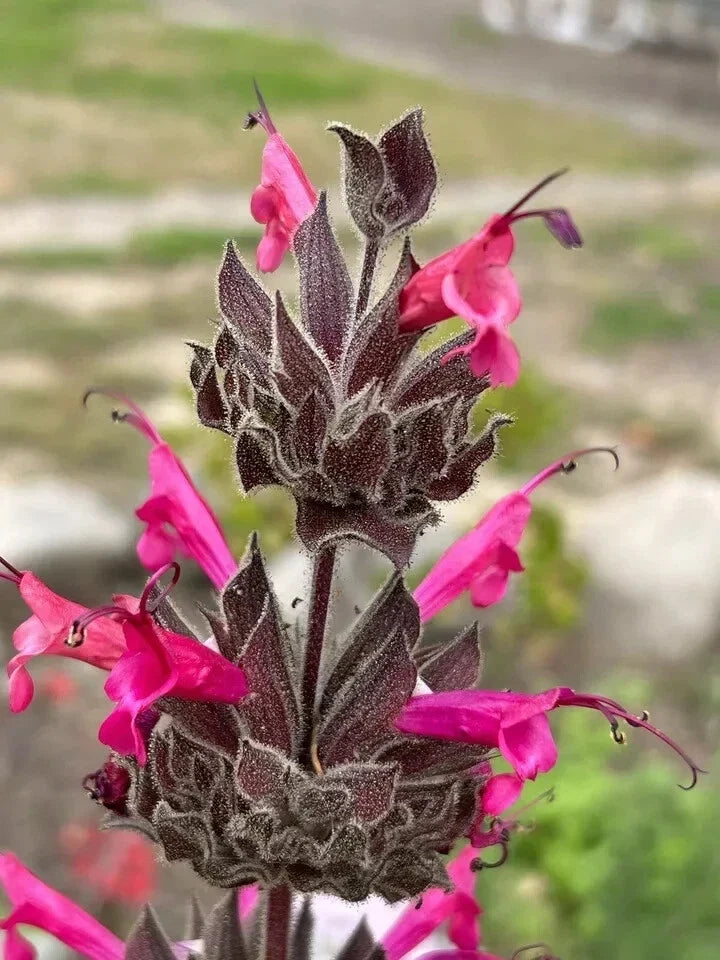 Hummingbird Sage Seeds 10 Pack - Salvia spathacea Pitcher Sage Native Drought Tolerant Garden Plant