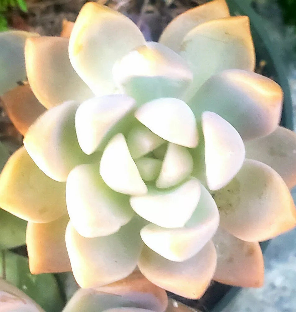 Succulent Cuttings 3" Graptopetalum paraguayense Ghost Plant Rosette Succulent Variety