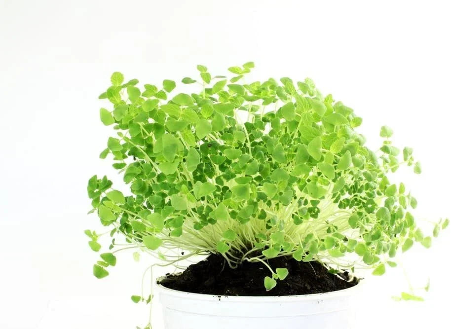 Chia Seeds for Planting - Organic Chia Microgreens Salvia hispanica