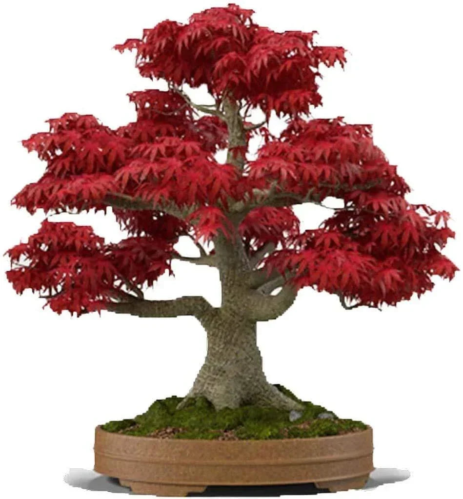 Bonsai Tree Seeds - 20+ Japanese Red Maple Seeds (Acer palmatum) for Bonsai Cultivation