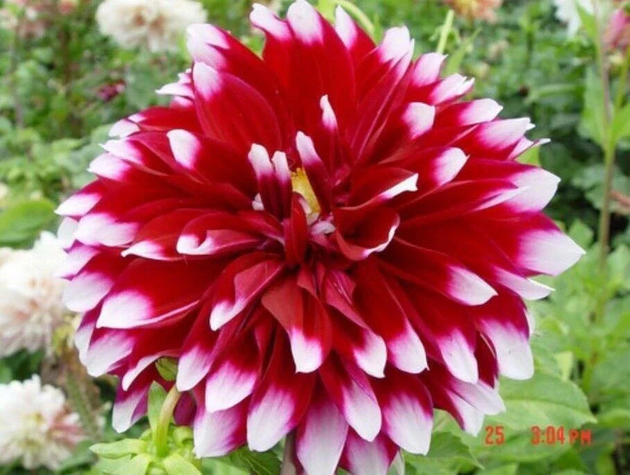 Dahlia Flower Seeds 20PCS - Rare Perennial Garden Seeds for Vibrant Blooms