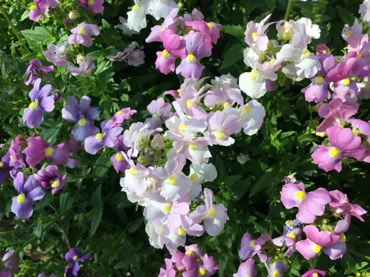 Easter Bonnet Flower Seeds - Cape Snapdragon (Antirrhinum majus) - Vibrant Colorful Blooms - 150+ Seeds for Garden, Container, Pollinator Attracting