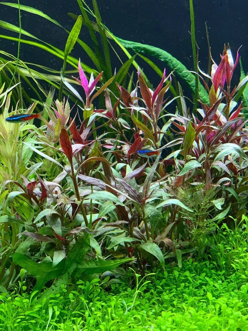 Aquarium Plant 5" Pot Telanthera Alternanthera reineckii 'Roseafolia' Live Aquatic Plant