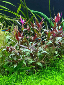 Aquarium Plant 5" Pot Telanthera Alternanthera reineckii 'Roseafolia' Live Aquatic Plant