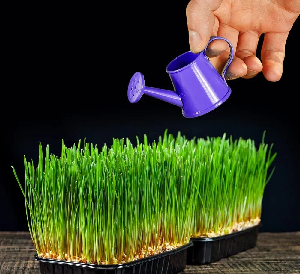 Wheat Microgreens Seeds 5 Pounds - Organic Wheat Berries for Germination | Triticum aestivum