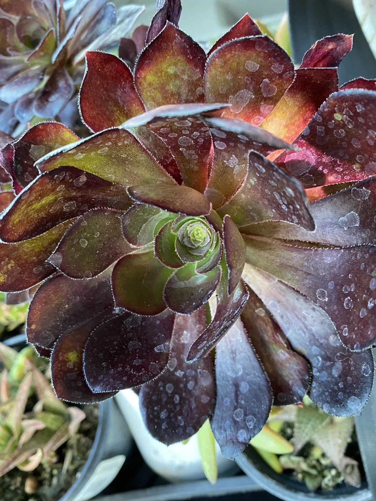 Aeonium Succulent Cutting 3-5" Black Rose Zwartkopf Arboreum, Dark Purple Rosettes, Indoor or Outdoor Plant Propagation