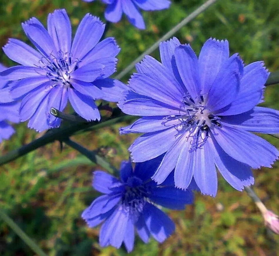 Chicory Seeds - Italian Dandelion Blue Flowers Non-GMO Garden Seeds - Cichorium intybus, Pollinator Attracting