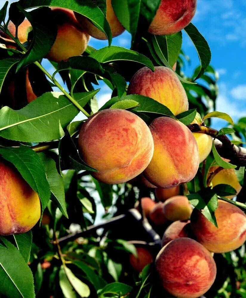 Fresh Yellow Peach Tree Cuttings - Prunus persica, Organic, 6 Pack, Fruit Tree Propagation, Deciduous, Garden Plant