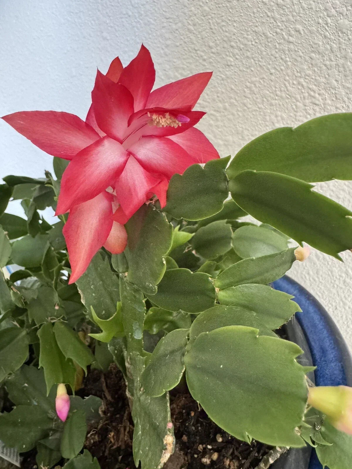 Christmas Cactus Cuttings 4"-5" Red Coral Schlumbergera for Indoor Gardening, Easy to Root Planting Material