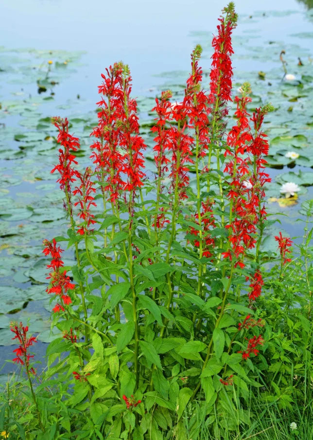 Red Cardinal Flower Roots - 5 Fresh Plants - Lobelia cardinalis - Not for Shipping to AK, HI, or PR