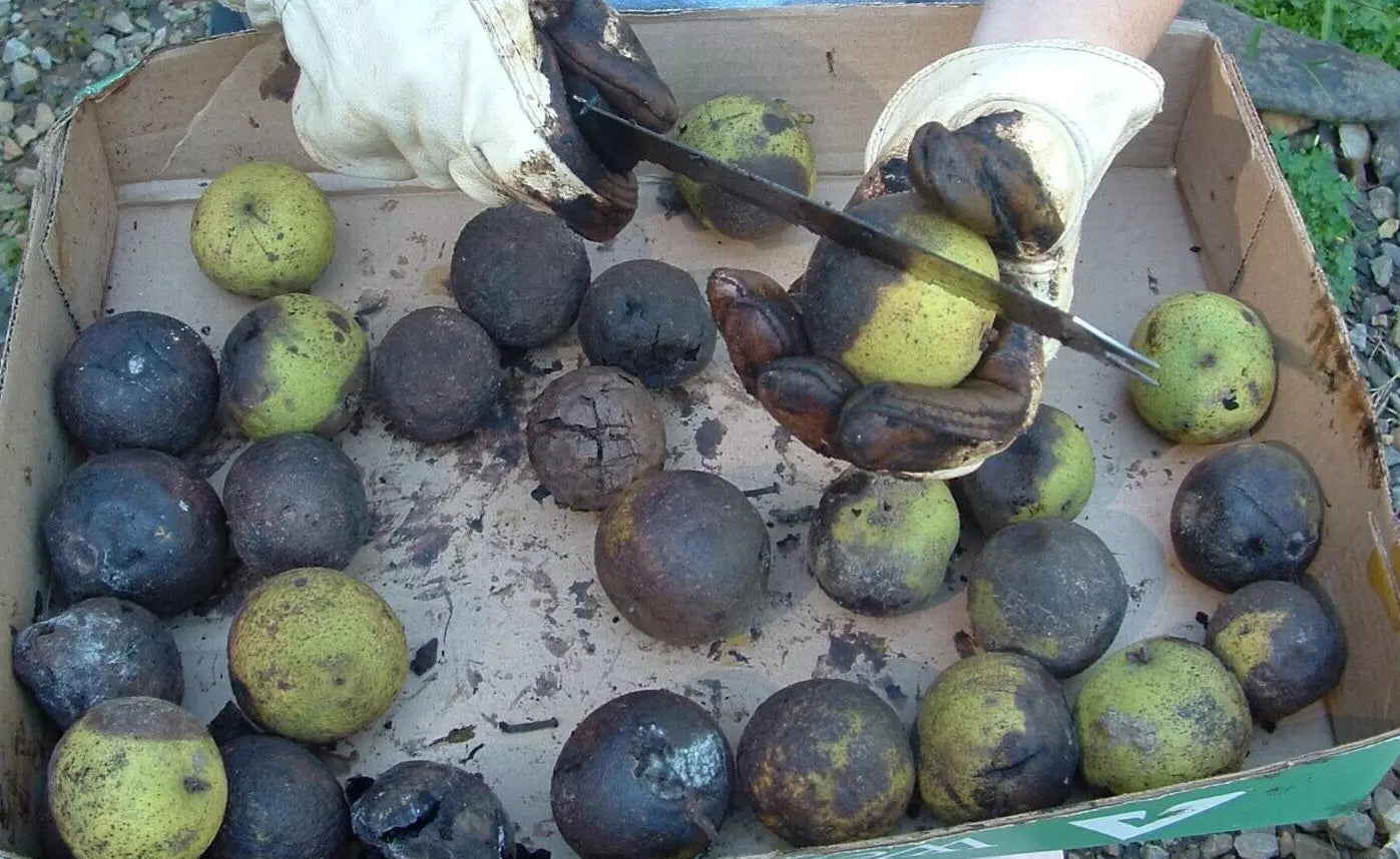 Black Walnut Husks Seeds - Organic 100% Natural Anti-Parasitic - Jugla ...
