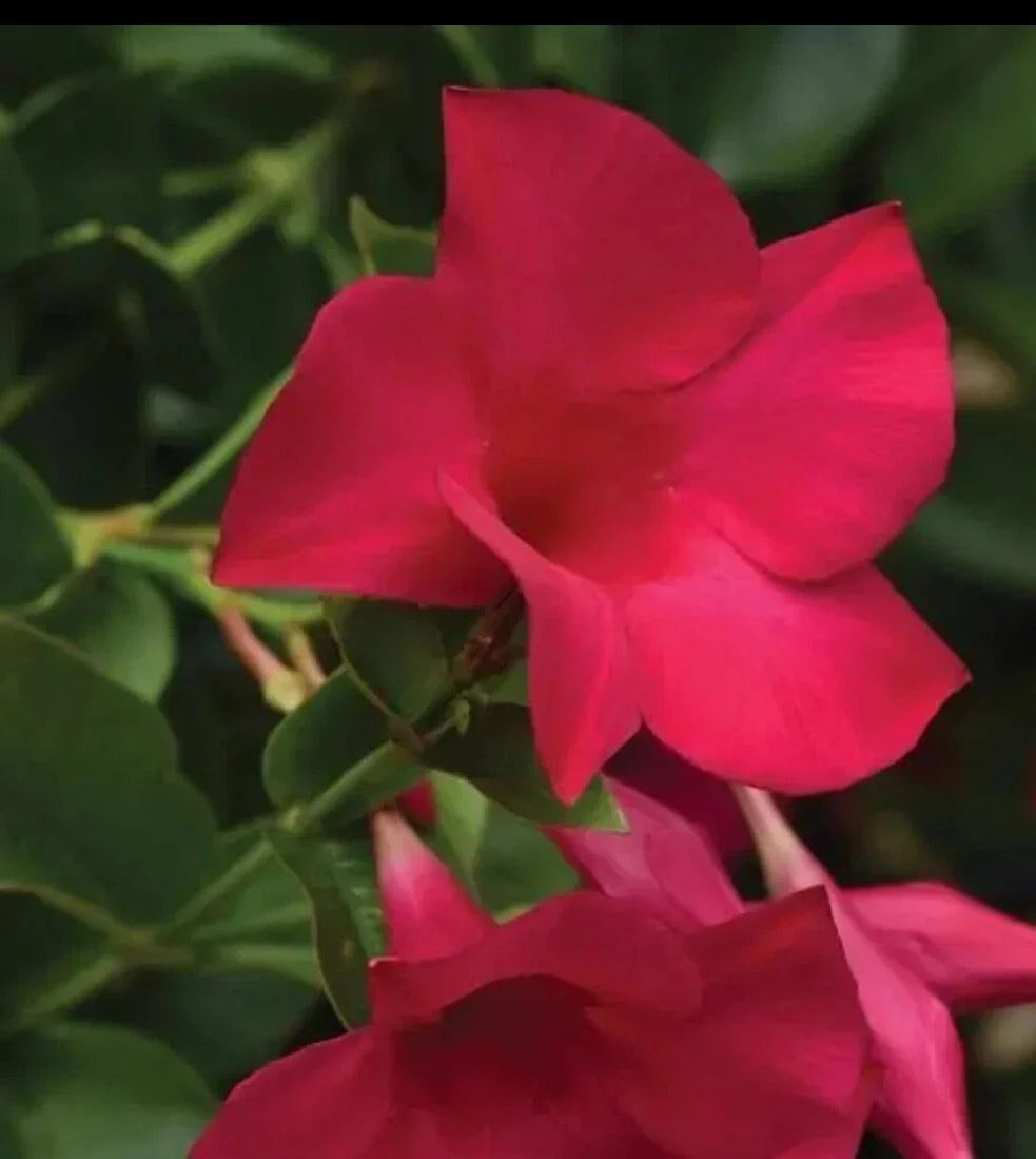 Mandevilla Tourmaline Fuchsia Live Plant Plugs – Climbing Flowering Vine for Garden & Patio Decor – Mandevilla x amabilis