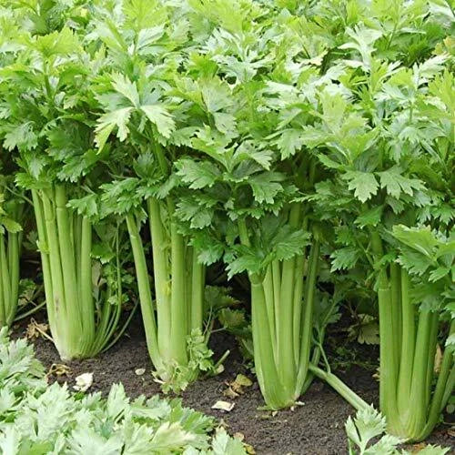 Giant Golden Pascal Celery Seeds - Heirloom Non-GMO Apium graveolens - Fresh, Crunchy Stalks for Gardening