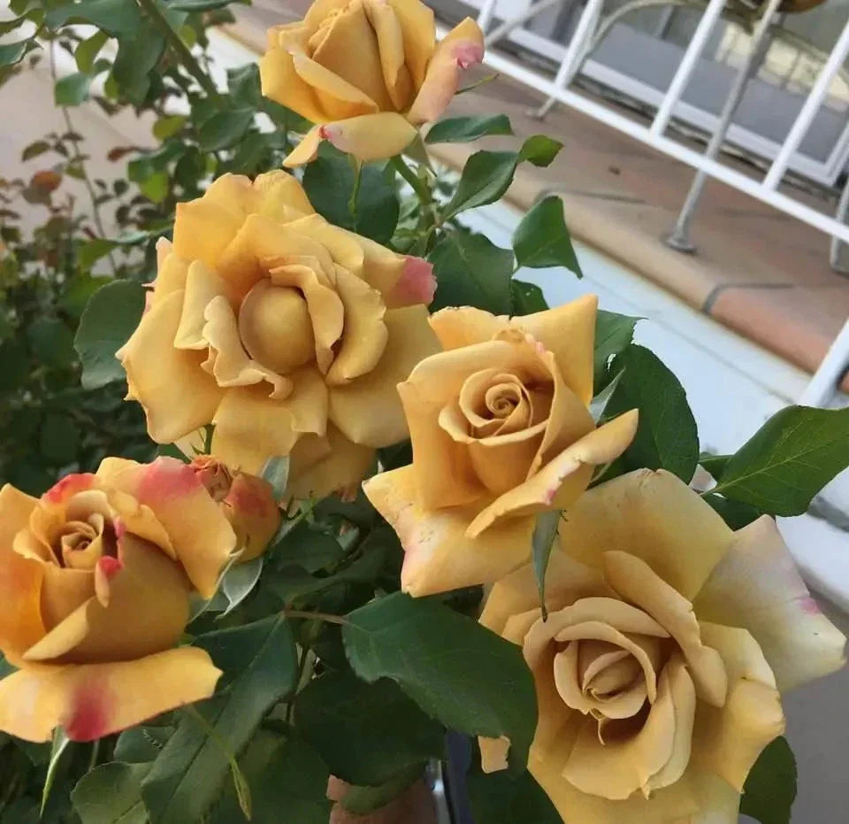 Super Rare Foney Dijon Rose Cuttings – 3 Unrooted Scions for Grafting – Unique Golden-Tan Rosa Cultivar