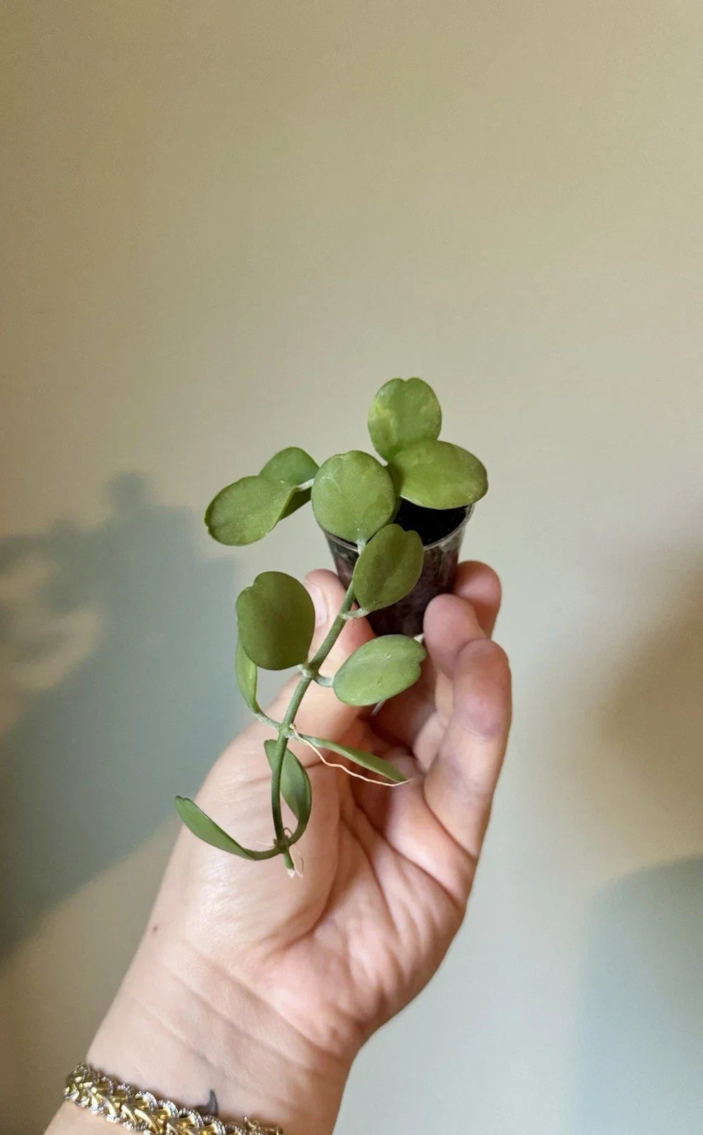 Dischidia Geri Cutting - Lightly Rooted Indoor Trailing Plant - Dischidia nummularia Houseplant for Hanging Planters