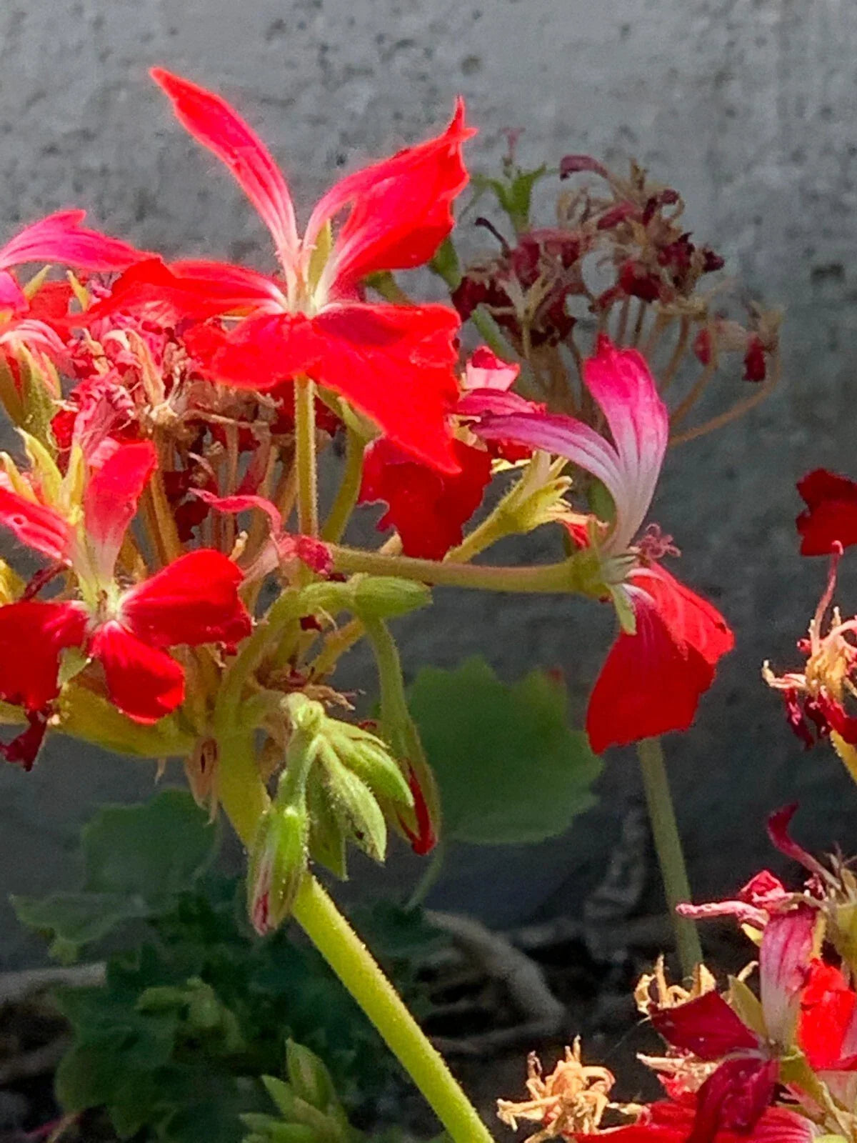 Geranium Cuttings 6" Pelargonium FIREWORKS Red Live Unrooted Flower Plant for Garden or Indoor