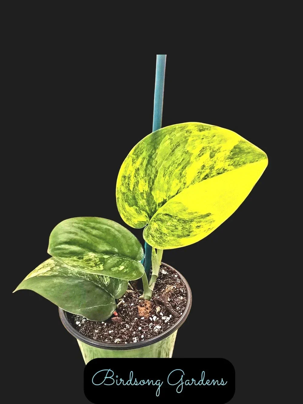 Variegated Scindapsus Jade Satin Aurea Houseplant in 4" Pot, Indoor Trailing Vine, Easy Care, Low Light Tolerant, Rooted Plant