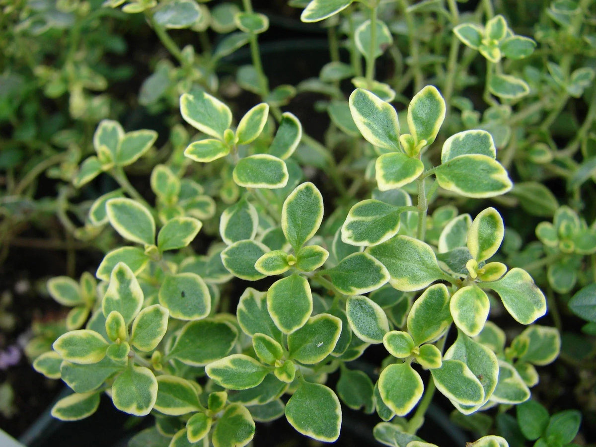 Lemon Thyme 500 Seeds - Thymus Pulegioides Perennial Herb USA
