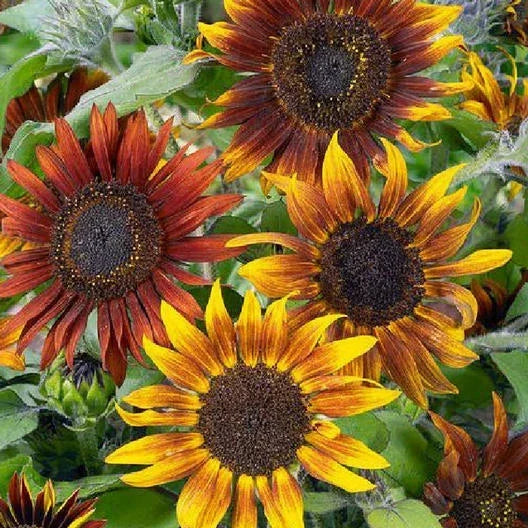 Sunflower Seeds 50 ct TALL MARDI GRAS New Orleans Mix Non-GMO Attracts Bees & Butterflies Helianthus annuus