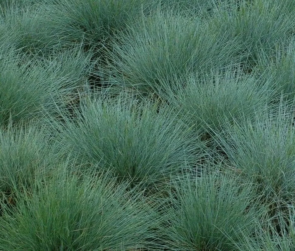 Blue Fescue Grass Seeds - 300+ Perennial Ornamental Grass, Festuca glauca, Blue-Green Foliage, Low Maintenance, Garden Borders, Drought Tolerant