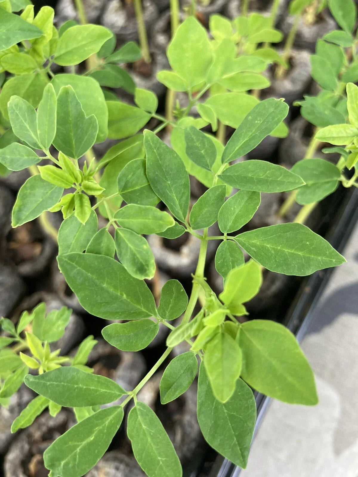 Moringa Oleifera Tree Cuttings – Organic 4-8 Inches for Planting, Nutrient-Rich, Fast-Growing, Ready-to-Plant