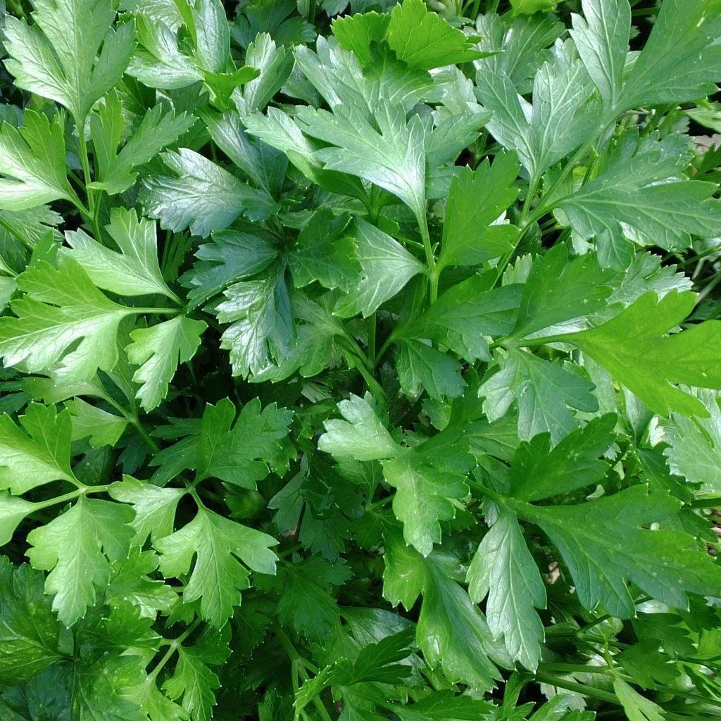 Italian Giant Parsley Seeds - Non-GMO Heirloom Flat-Leaf Herb Seeds Petroselinum crispum Organic
