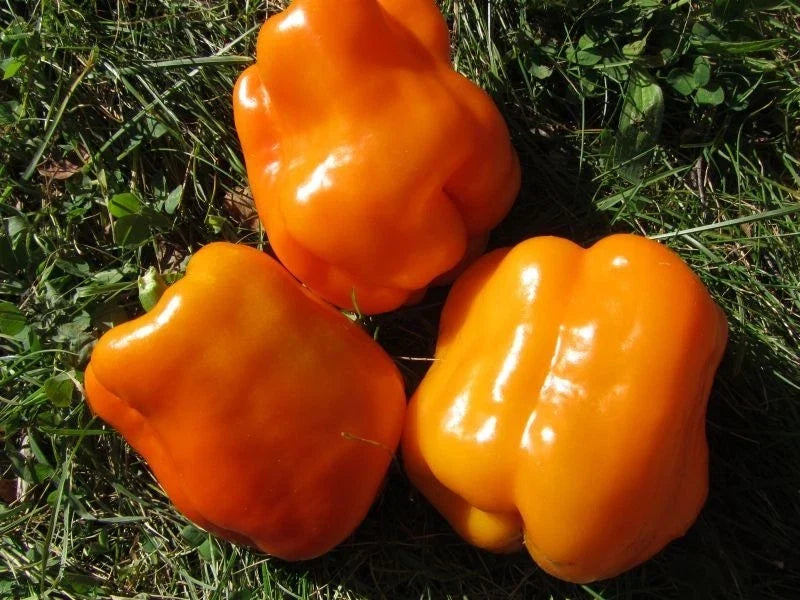 Orange King Bell Pepper Seeds – Organic Non-GMO Heirloom Capsicum annuum for Garden, Container, Sweet, Juicy, 25 Seeds