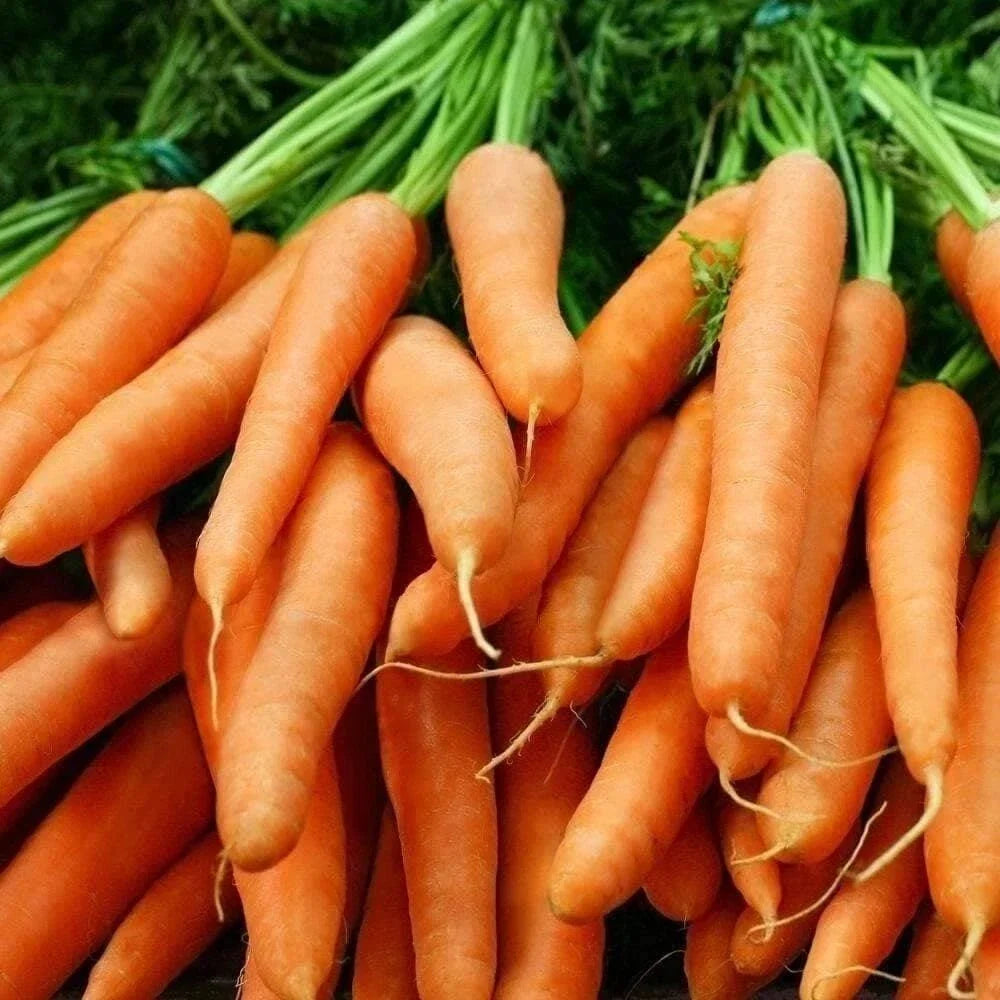 Baby Carrot Seeds - Little Fingers Heirloom Non-GMO Organic Daucus carota for Container Gardening and Edible Gardens