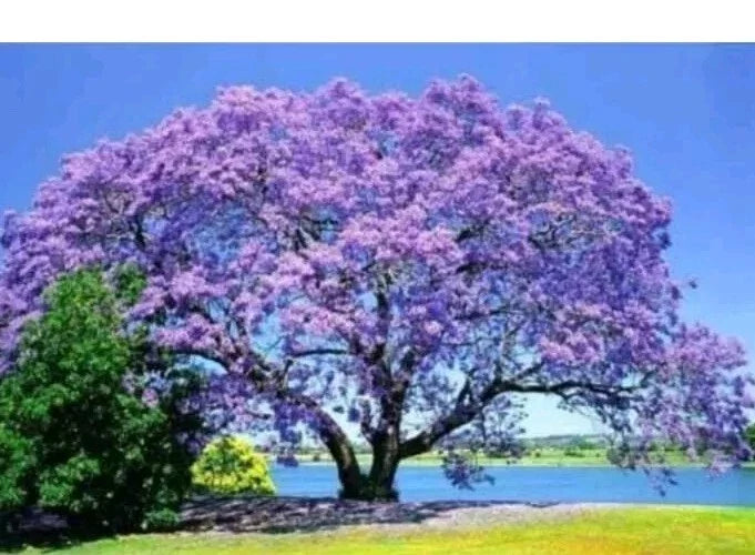 Jacaranda Tree Live Plant - 3-6" Tall, Purple-Blue Flowers, Potted, Jacaranda mimosifolia, Fast-Growing Ornamental Tree