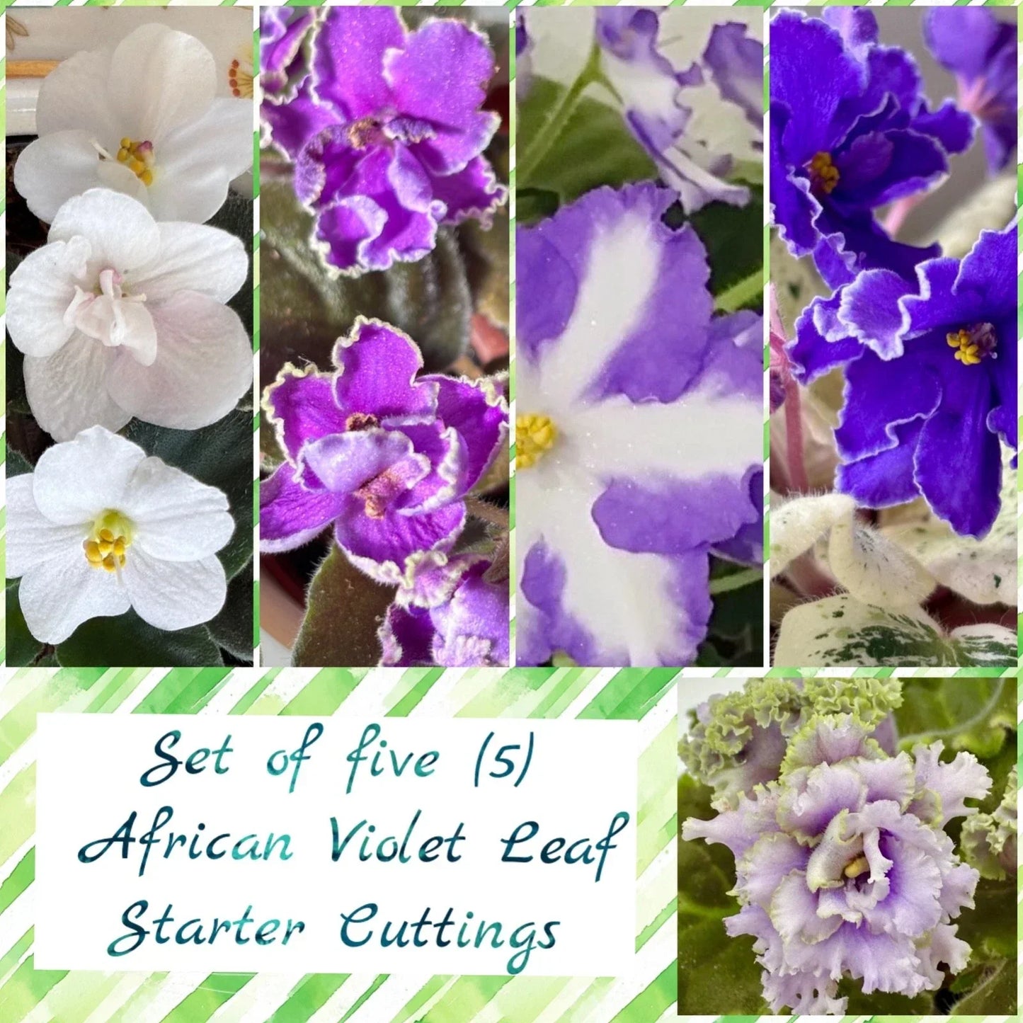 African Violet Leaf Cuttings Set of 5 | Saintpaulia perennials for Indoor Gardening & Propagation