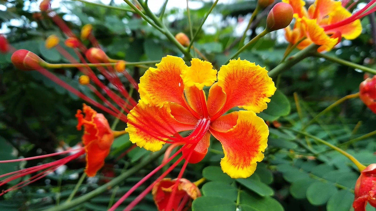 Peacock Flower Seeds - 10 Red Caesalpinia pulcherrima Seeds for Garden