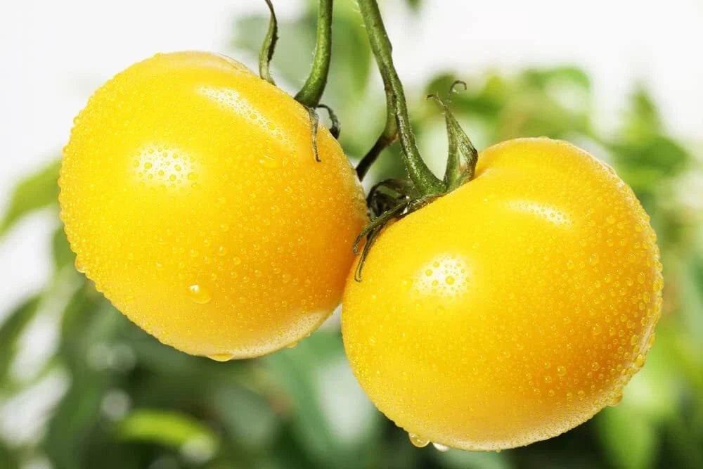 Yellow Tomato Seeds - Sunny Boy Heirloom Variety, 50+ Seeds, USA Grown