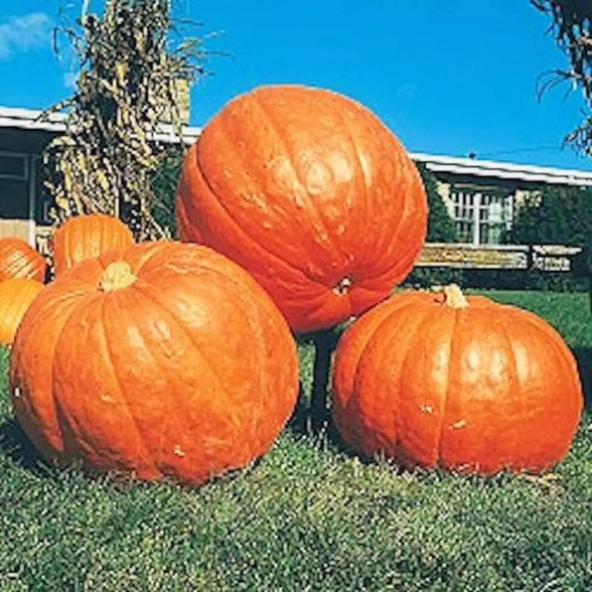 Big Max Pumpkin Seeds - Heirloom, Non-GMO, Giant Pumpkin, Cucurbita maxima, 10+ Pack for Competition & Fall Decor