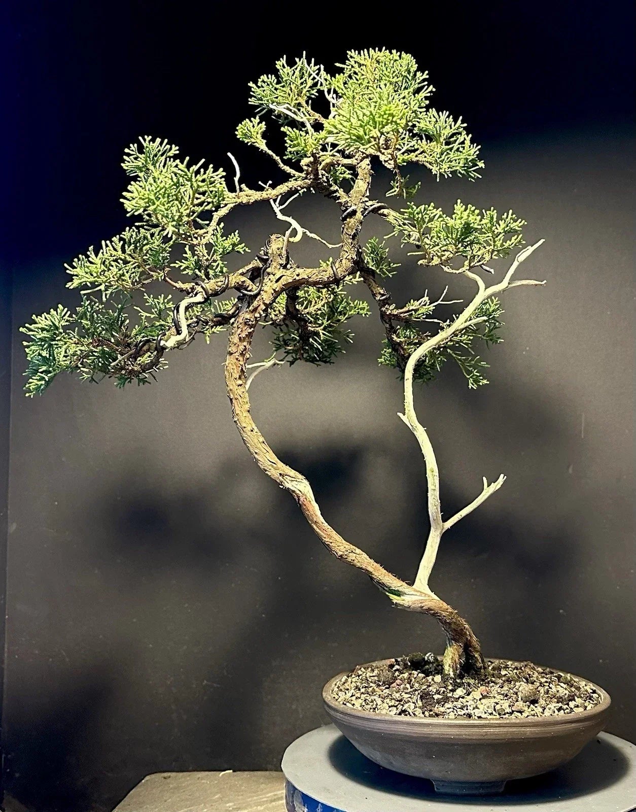 Shimpaku Bonsai Tree 18" Jin/Shari Literati Juniperus chinensis 'Itoigawa' in American Pot