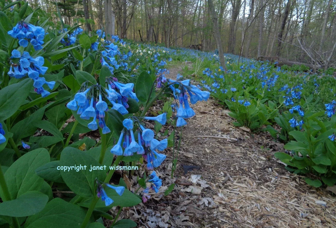 Virginia Bluebells Bulbs - 10 Roots Mertensia virginica Perennial Spring Flowers for Shade Gardens