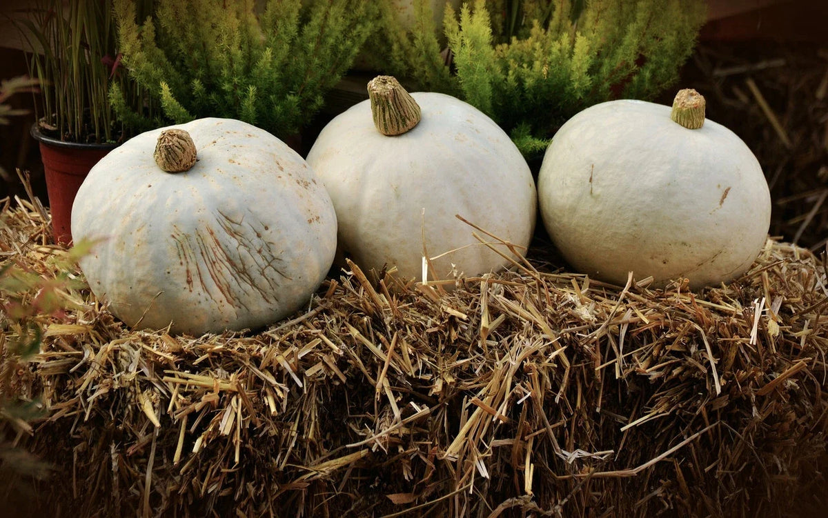 Amish Pie Winter Squash Seeds - Non-GMO, Tennessee Sweet Potato Variety, Heirloom Cucurbita maxima Gardening Seeds