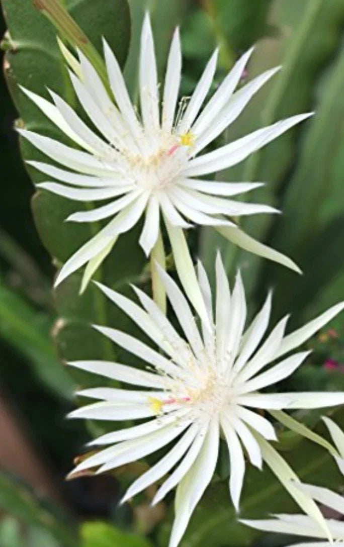 Epiphyllum Hookeri Orchid Cactus Cuttings – 6-8" Fragrant Green Plants for Propagation & Home Decor