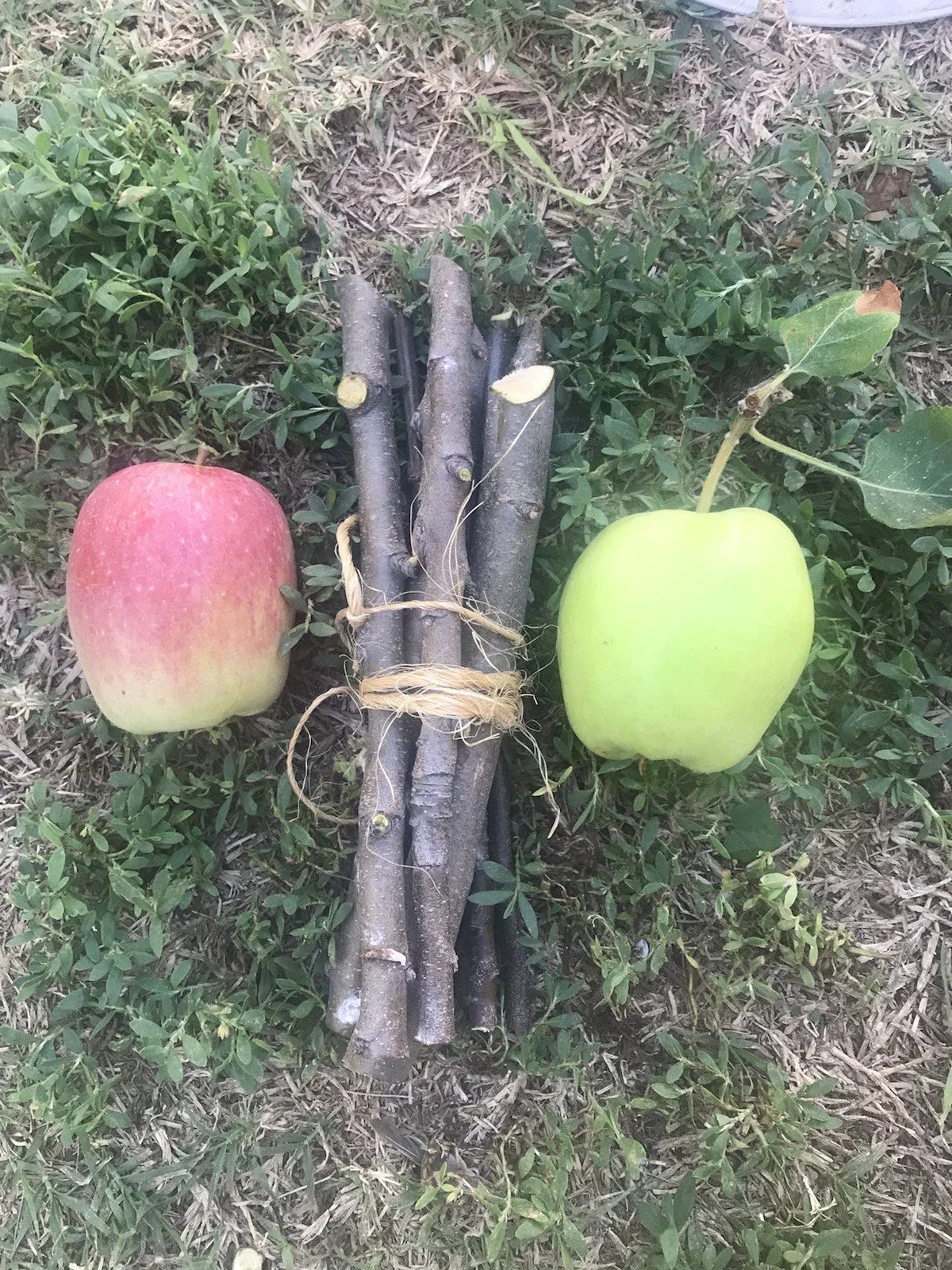 Organic Apple Tree Cuttings - 5 Fresh Malus domestica Propagation Branches for Home Garden